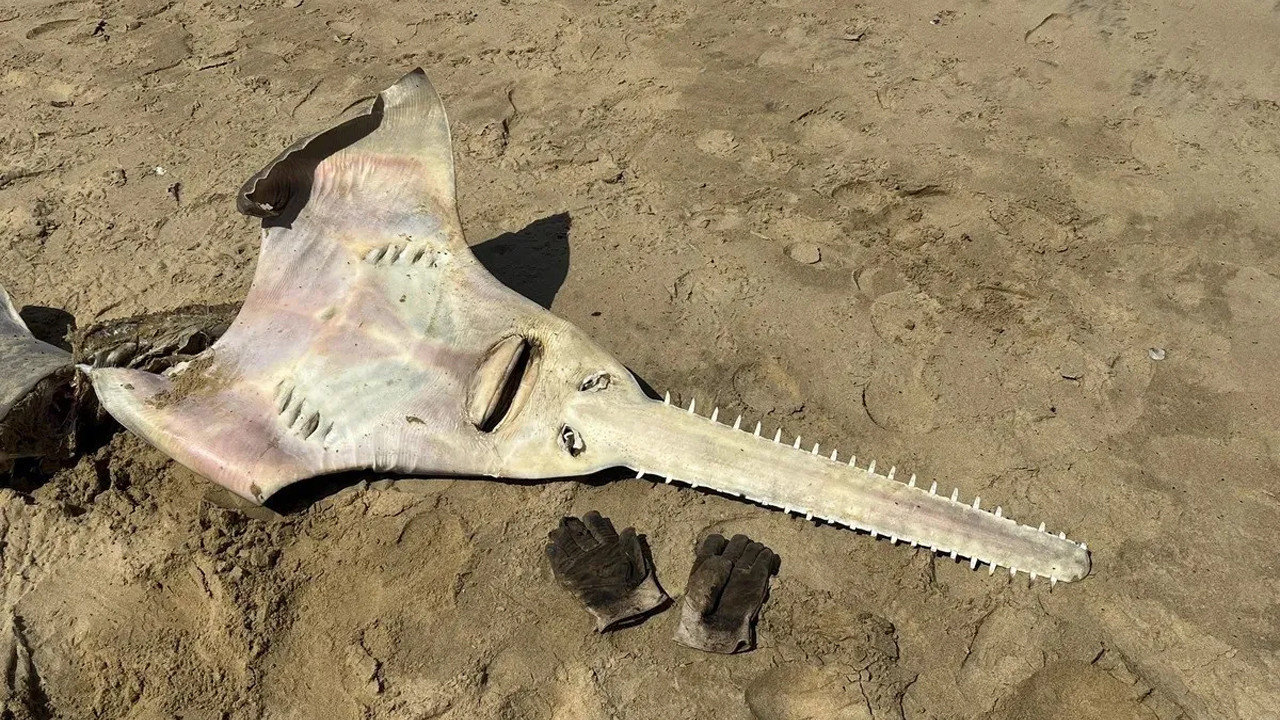 25 yil sonra ilk kez gitara benzeyen dev testere baligi herkesi sasirtti VnIIa8Y7