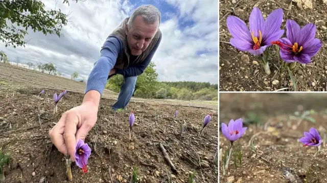 dunyanin en pahali baharati kilosu 450 bin tlden satiliyor soguk havalardan dolayi erken cicek acti dV1amtzZ.webp