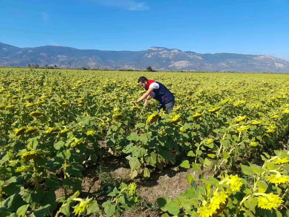 soke tarim mudurlugu 2025 desteklemeleri icin pamuk ve aycicegi saha calismalari yuruttu 42jCAXB9.jpg