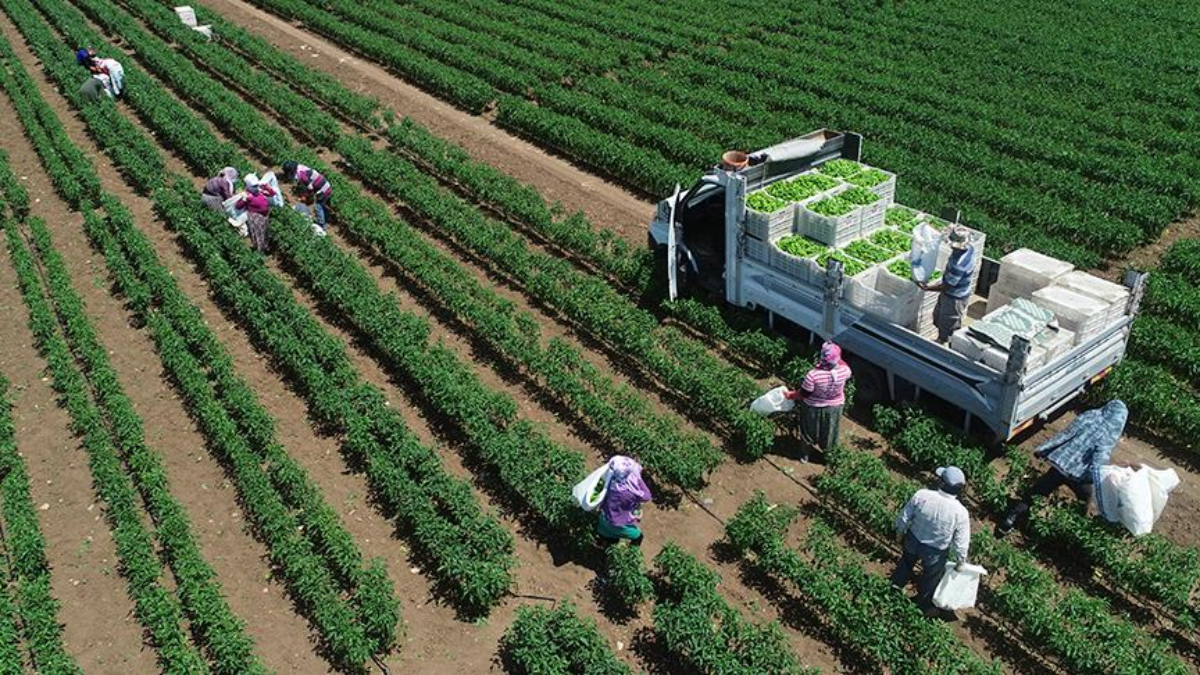 tarimsal uretimde rekor turkiye dunyada 7 avrupada 1inci siraya yerlesti 5GfJ8dm5.jpg