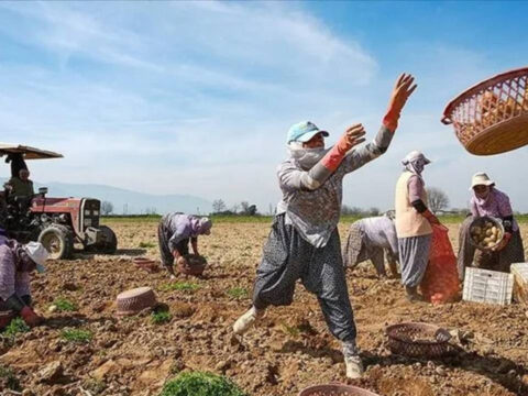 Gecen yil 5 liraydi bu yil 25 lira oldu istanbul ankara ve izmire tonlarca szJJ1Qxa